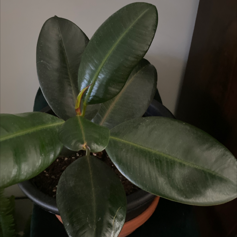 Rubber Plant plant photo by Alexandra named Baby Rubber on Greg, the plant care app.