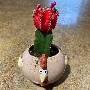 Moon Cactus plant photo by @weedwhacker named Ouch on Greg, the plant care app.