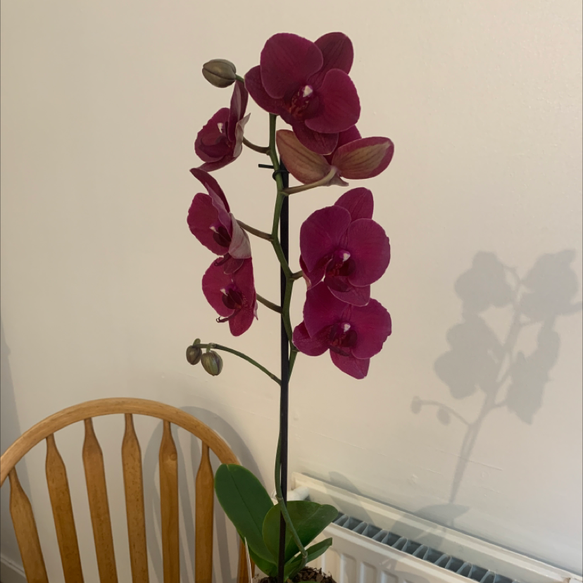 Photo of the plant species Lady Orchid by Emily named Olive on Greg, the plant care app