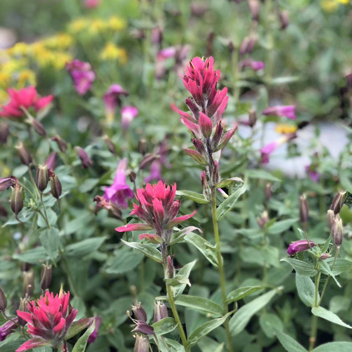Photo of the plant species Giant Red Paintbrush by Beth named Stanfran2123 on Greg, the plant care app