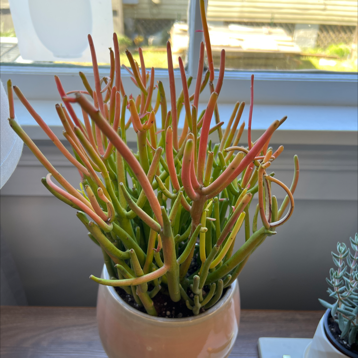 Photo of the plant species Pencil Cactus by @NicoleK named Your plant on Greg, the plant care app