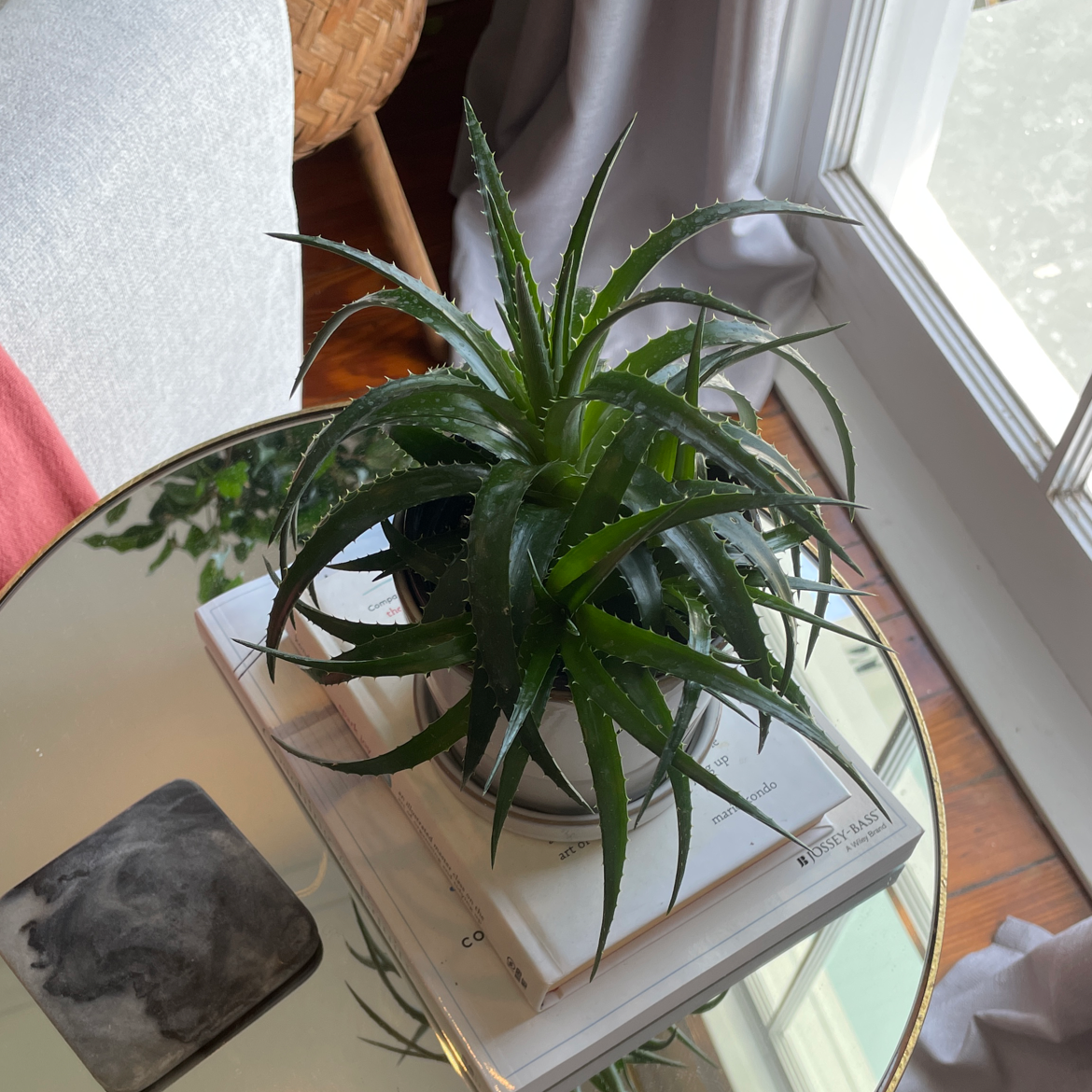 Photo of the plant species Dyckia 'White Fang' by @NicoleK named Richard on Greg, the plant care app