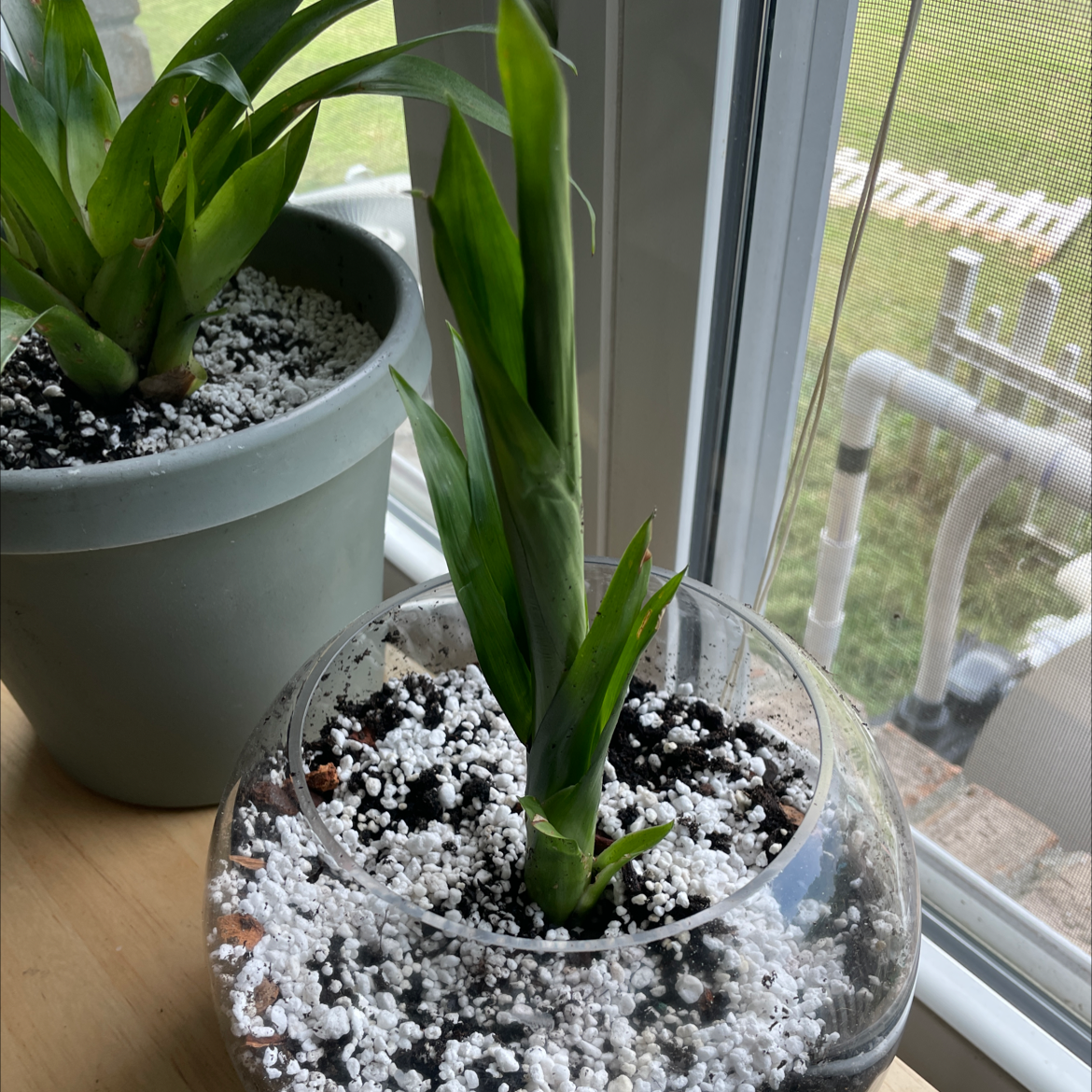 Two Bromeliad plants in separate pots near a window with visible soil and green leaves.