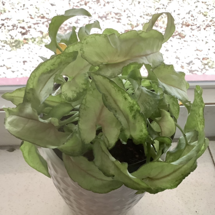 Arrowhead Plant plant photo by @Plant-Whisperer named Syngonium Podophyllum ‘Slim Shady’ on Greg, the plant care app.