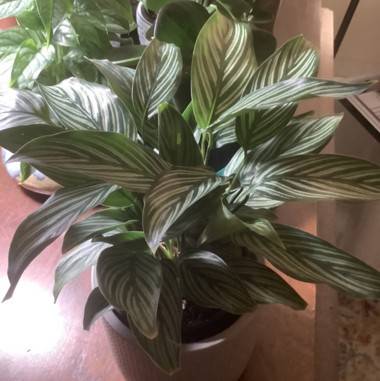 Calathea Vittata plant photo by @Plant-Whisperer named Calathea Vittata on Greg, the plant care app.