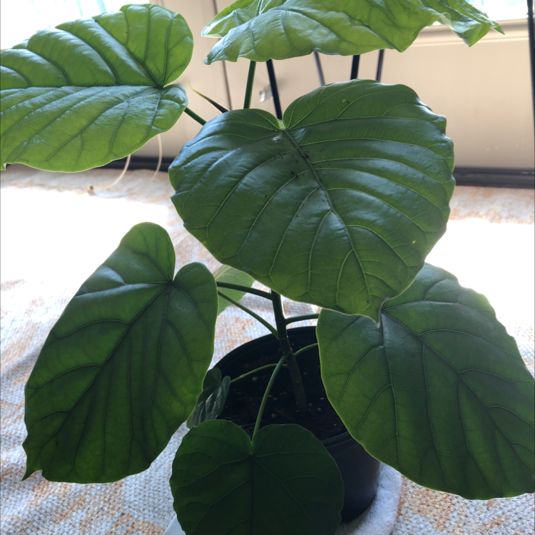 Ficus umbellata plant with large, healthy green leaves in a pot indoors.