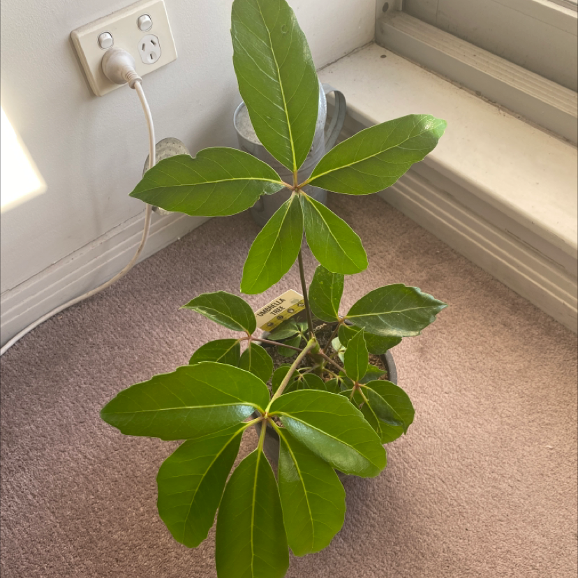 Healthy Alpine Schefflera plant with green leaves in a pot near a window.