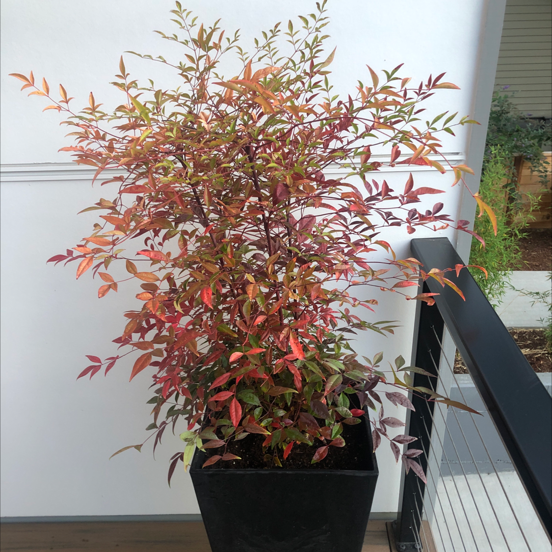 Sacred Bamboo plant in a black pot with reddish and green leaves, well-framed and centered.