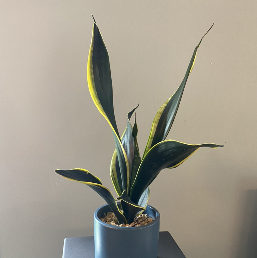 Black Gold Snake Plant in a blue pot with vibrant green and yellow-edged leaves.