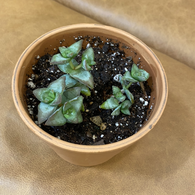 Potted 'Tom Thumb' succulent plant in good health with visible soil.