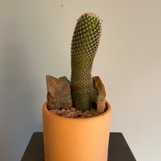 Spiny pincushion cactus plant in Minneapolis, Minnesota