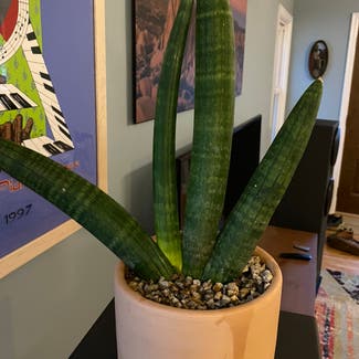 Cylindrical Snake Plant plant in Minneapolis, Minnesota