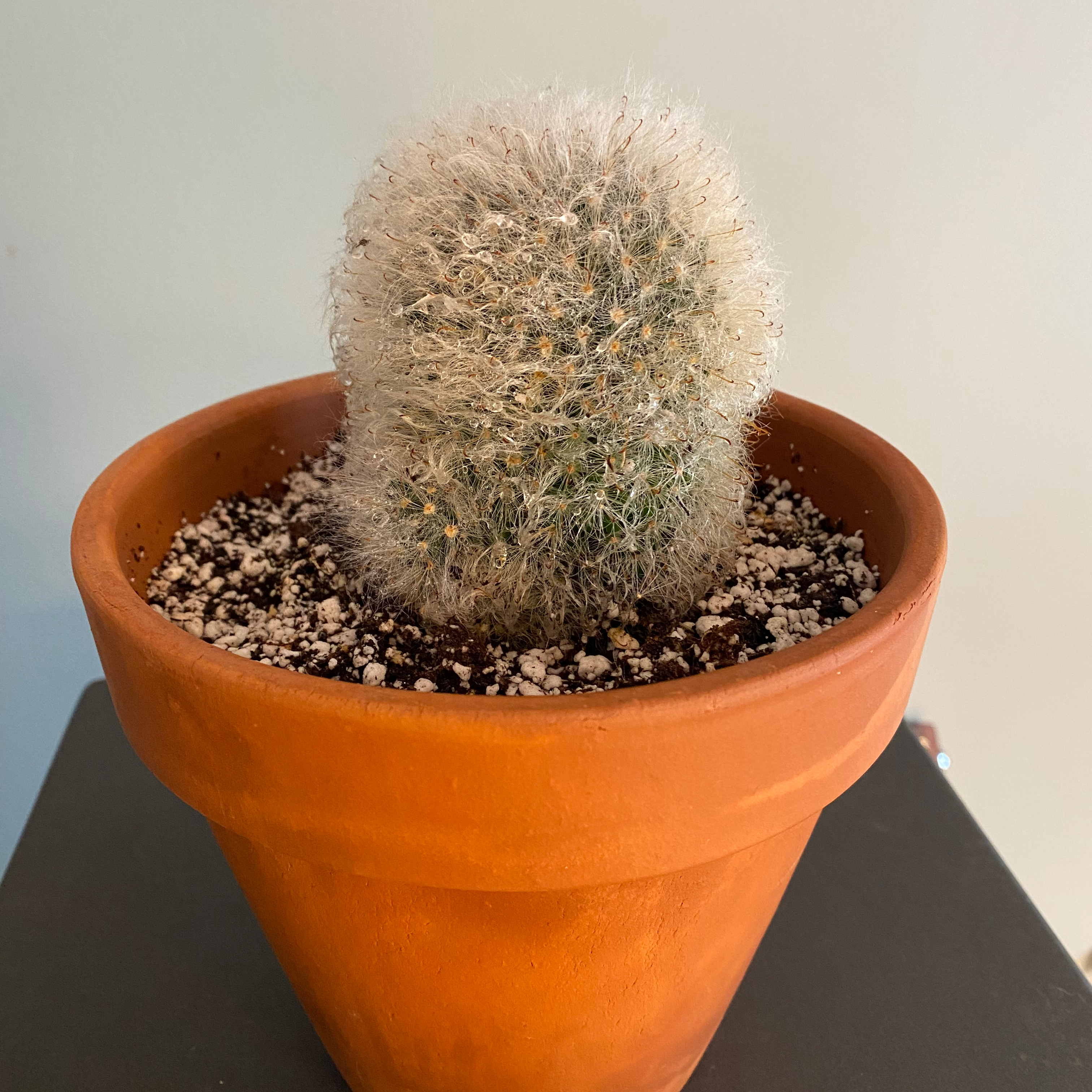 Powder Puff Cactus in a terracotta pot with visible soil.