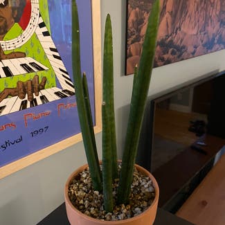 Cylindrical Snake Plant plant in Minneapolis, Minnesota