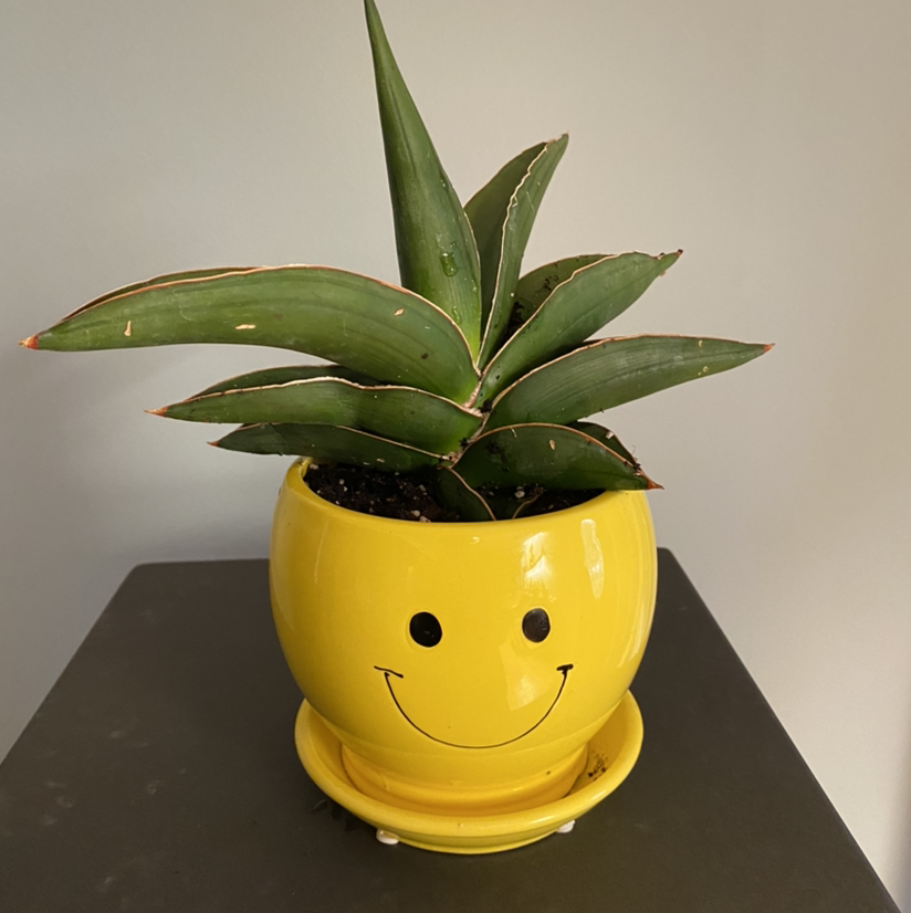 Samurai Dwarf Snake Plant in a yellow pot with a smiley face.