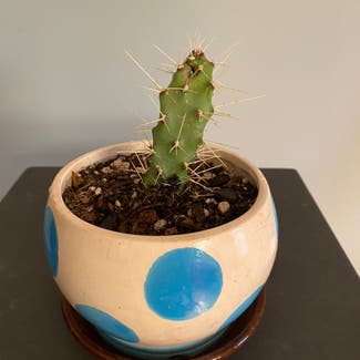 Consolea Opuntia PBS 'Slim Spiny' Cactus plant in Minneapolis, Minnesota