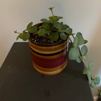 Peperomia 'Hope' plant in Minneapolis, Minnesota