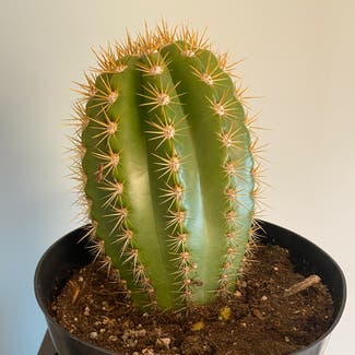 Sun Goddess Barrel Cactus plant in Minneapolis, Minnesota
