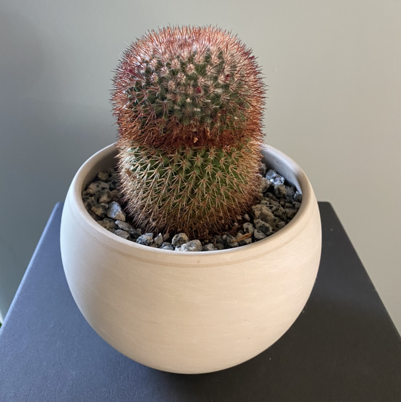 Arizona Rainbow Cactus in a pot with visible soil, appears healthy.