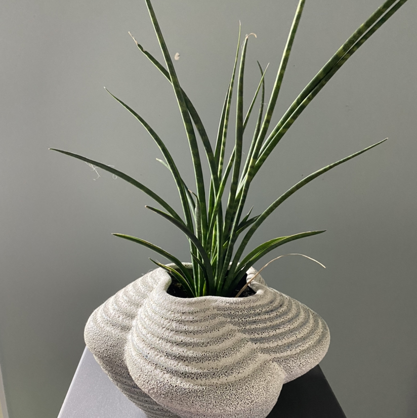 Photo of the plant species Dracaena 'Mikado' by @Catplant named Dracaena 'Fernwood' on Greg, the plant care app