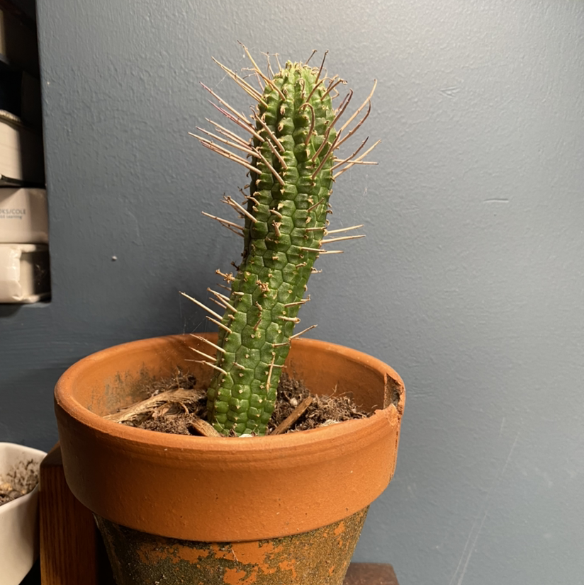 Corncob Cactus in a terracotta pot with visible soil, well-framed and in focus.