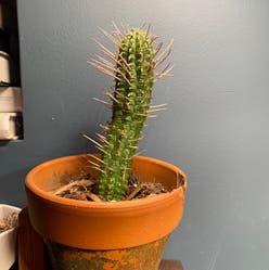 Corncob Cactus plant