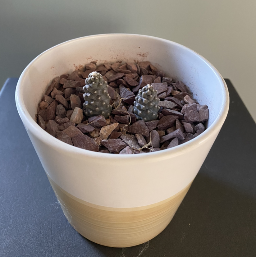 Potted Pine Cone Cactus with two healthy specimens in a pot filled with rocks.