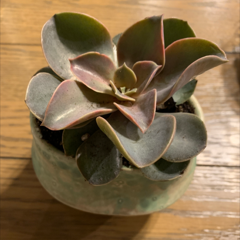 Echeveria Gibbiflora succulent plant in a pot, healthy with no visible signs of disease.