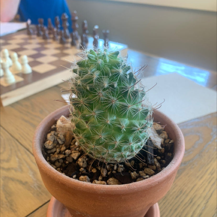 A small, round Simpson Hedgehog Cactus in a terracotta pot, held by hands to show scale and detail. The cactus appears healthy with dense spines.