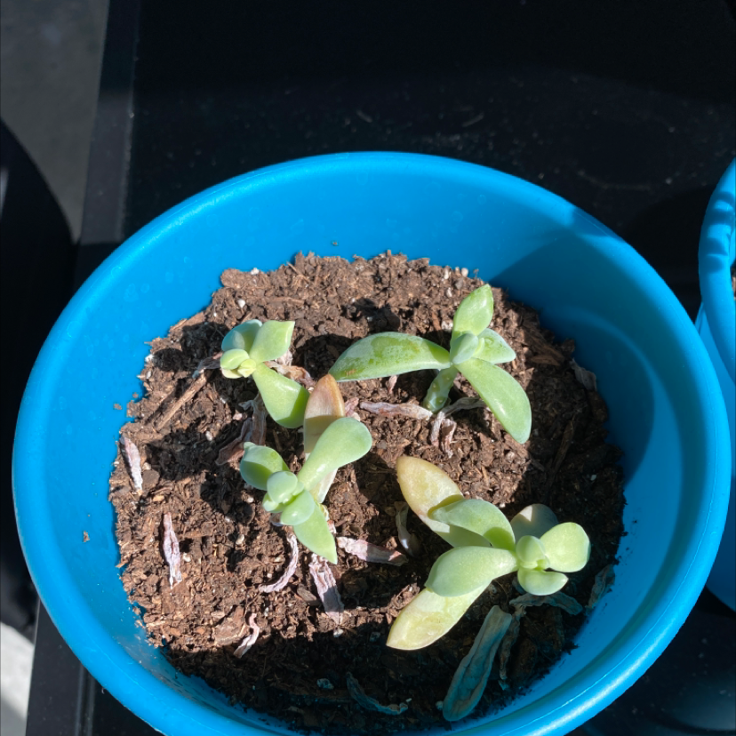 Variegated Jade plant in a blue pot with some yellowing and browning leaves.