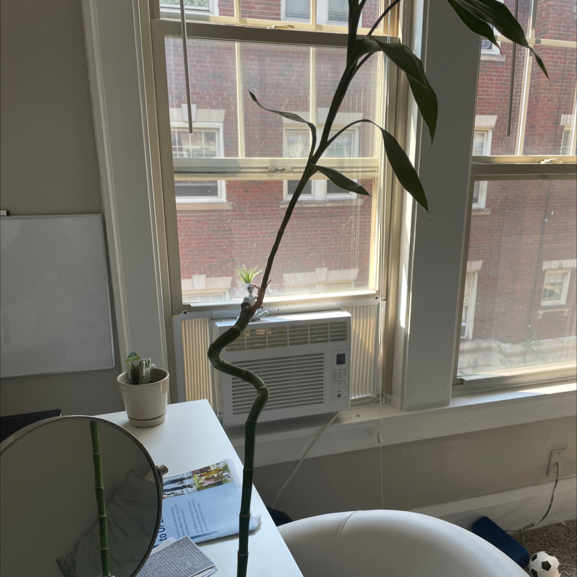 Photo of the plant species Calcutta Bamboo by Molly named bambi on Greg, the plant care app