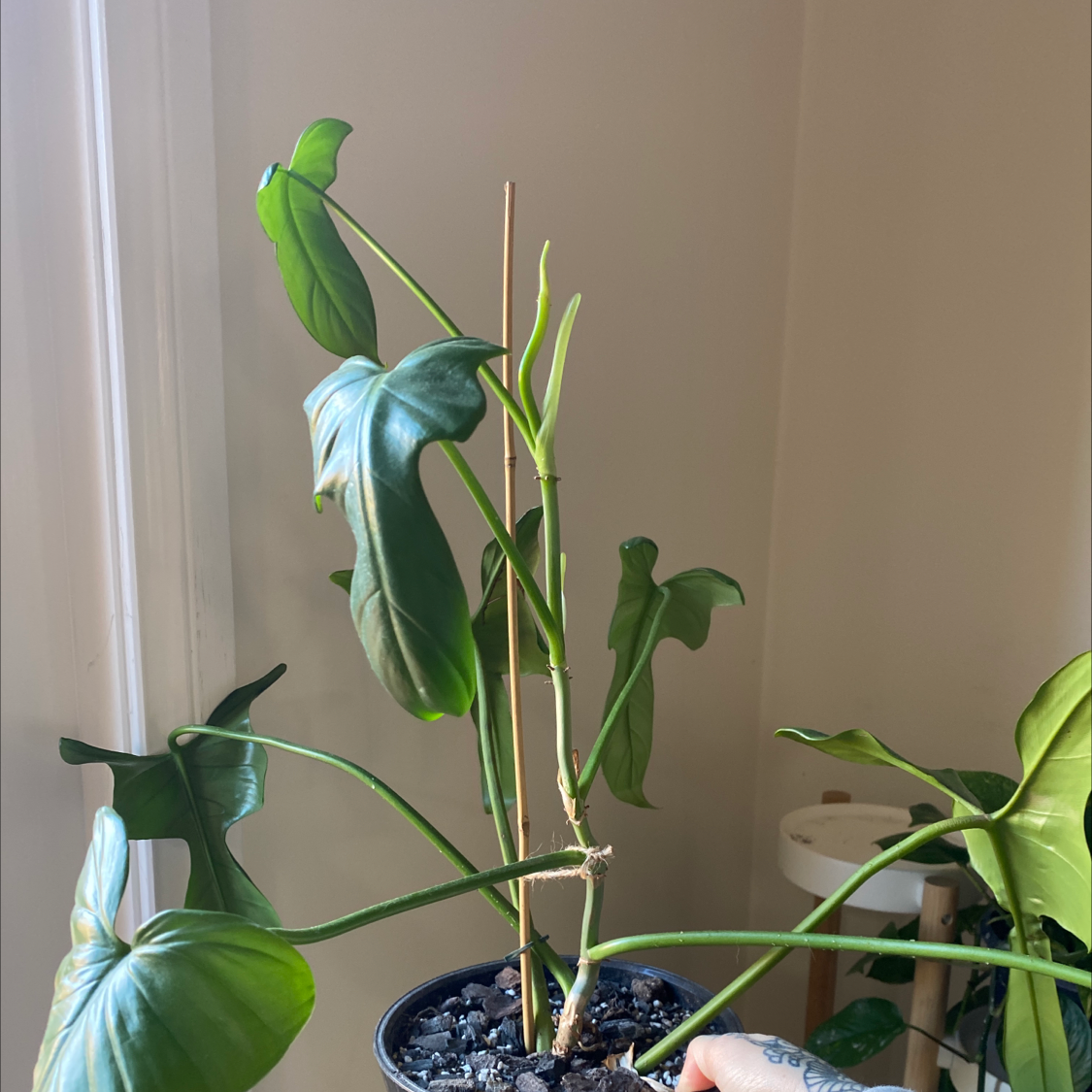 Horsehead Philodendron plant with healthy green leaves, held by a hand.