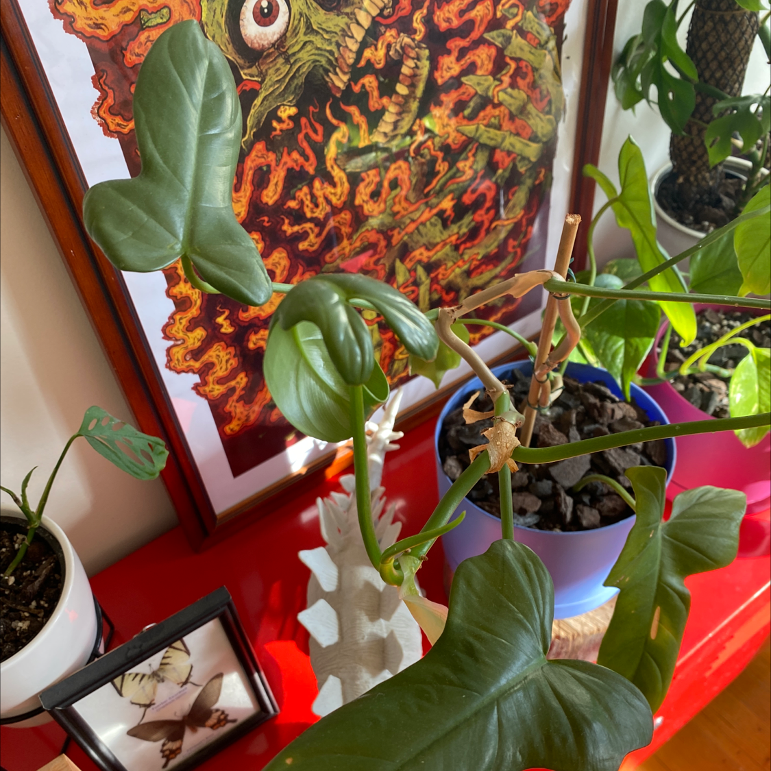 Horsehead Philodendron with healthy green leaves, potted on a red surface with other plants and decorative items.