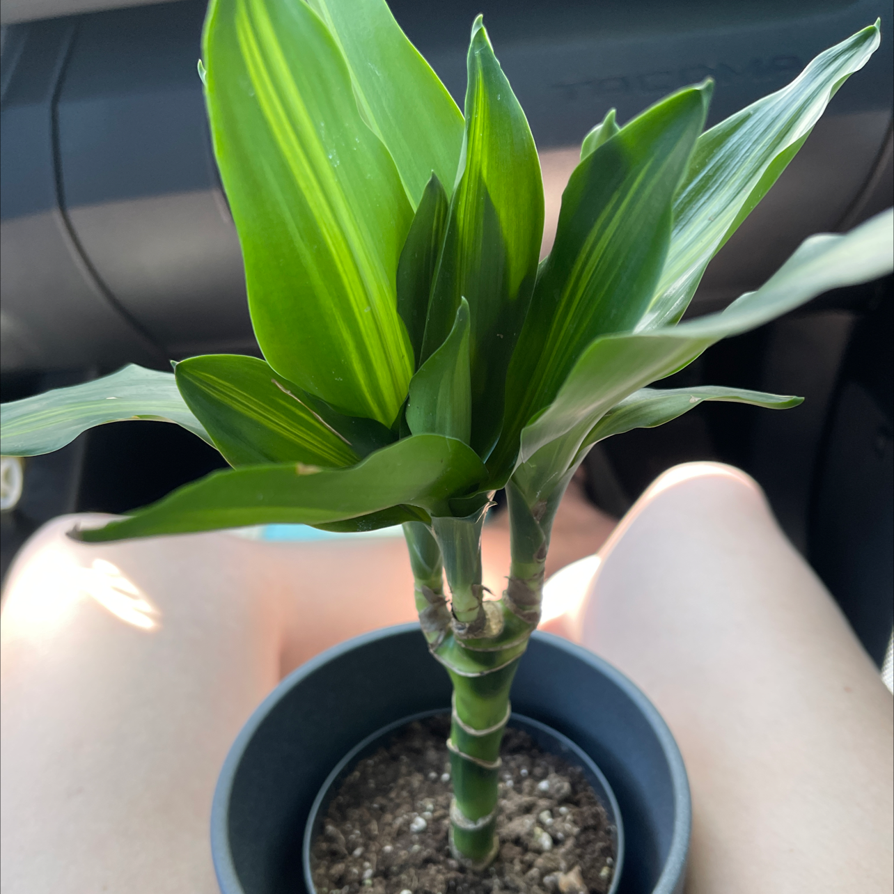 Healthy Dracaena Cintho plant in a small pot with visible soil.
