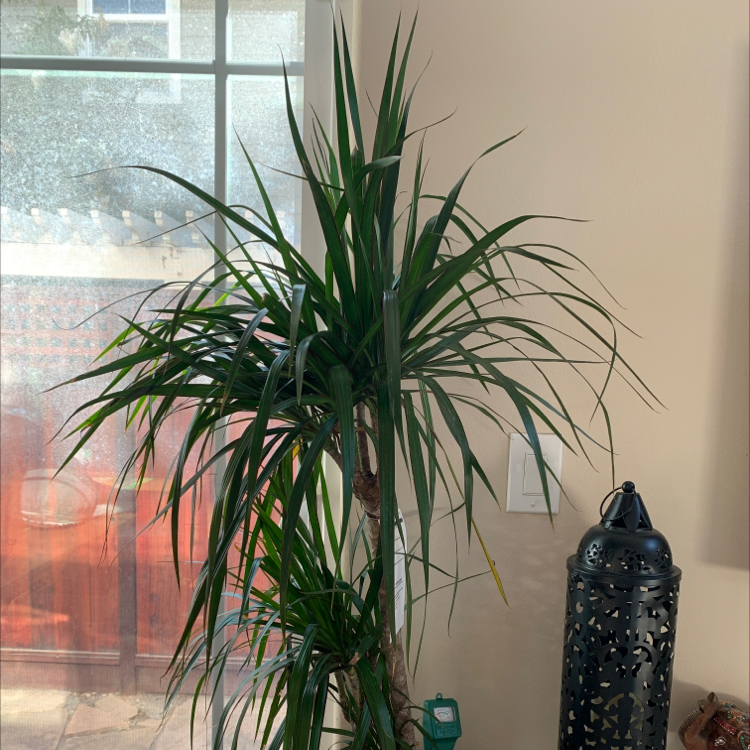 Open Weave Dragon Tree indoors near a window with green, healthy leaves.