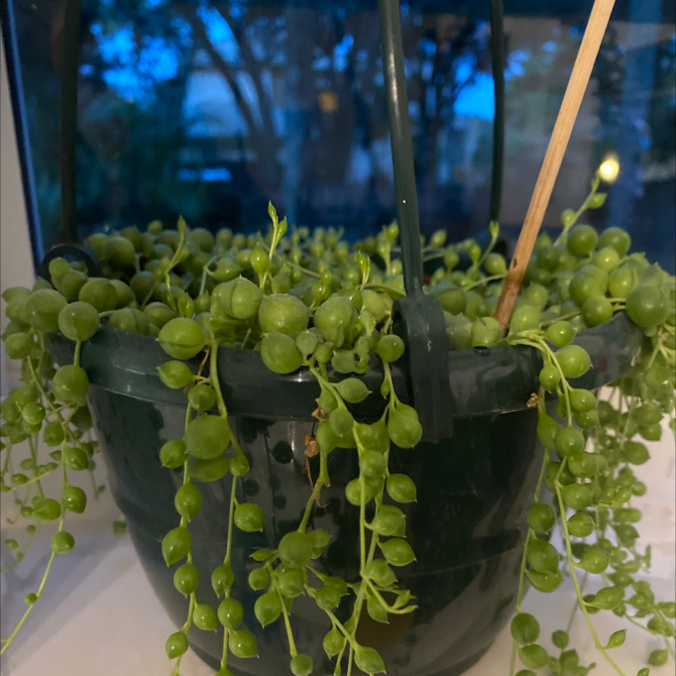 String of Pearls plant photo by Fluffernutter named Pearl on Greg, the plant care app.