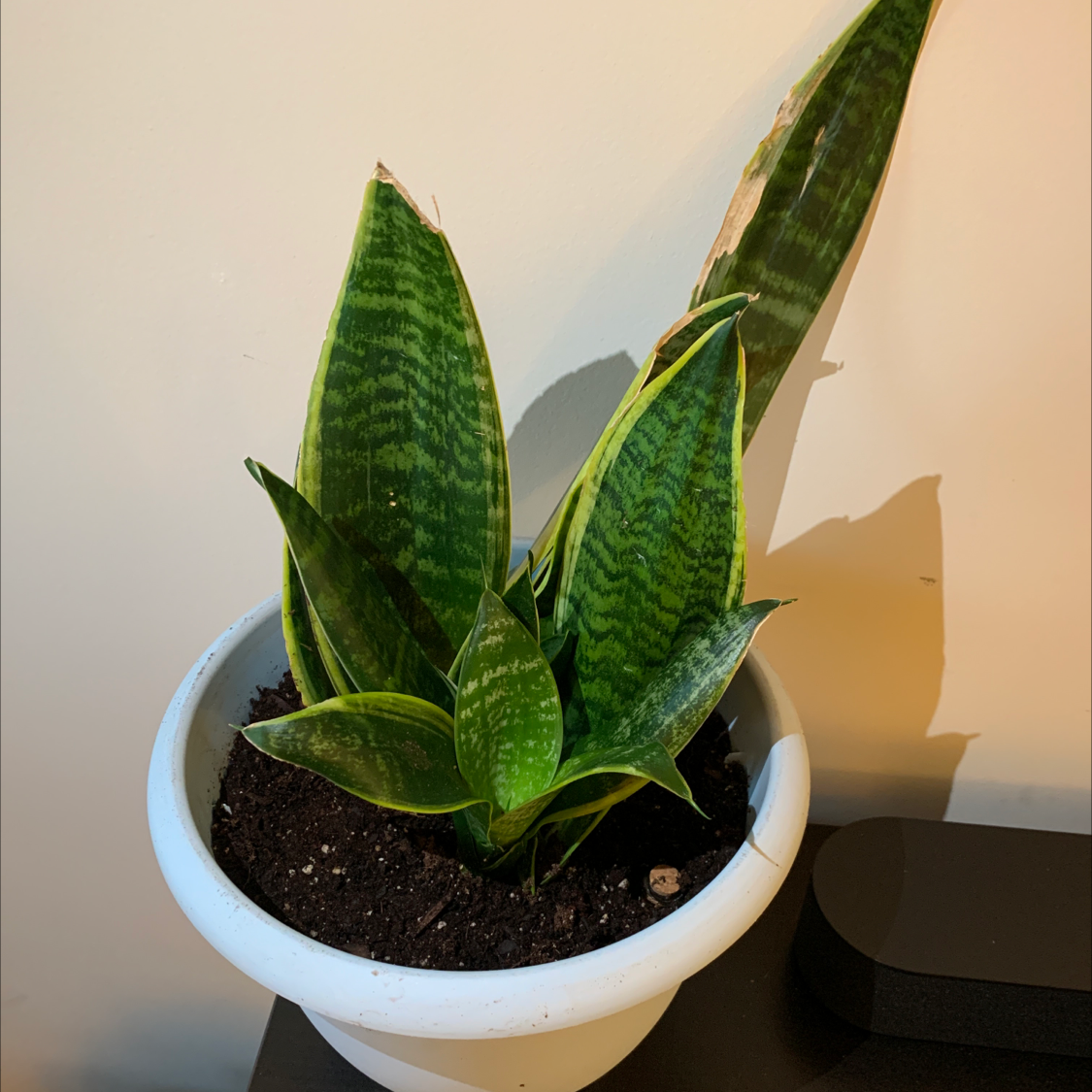 Snake Plant plant photo by @Carsonfinah named Snek on Greg, the plant care app.