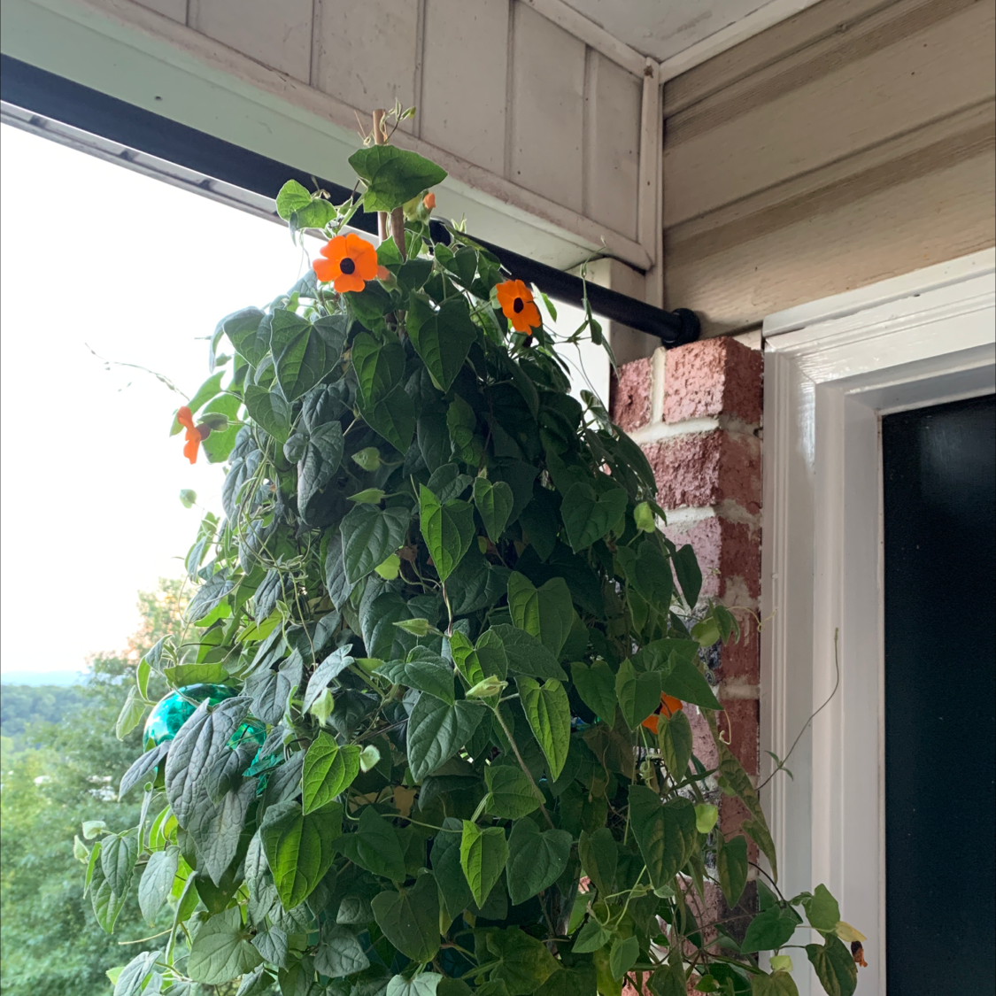 Blackeyed Susan Vine with vibrant orange flowers and healthy green leaves.