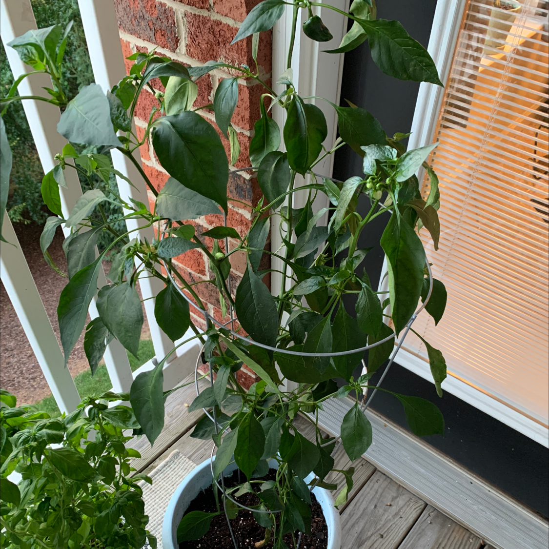 Pepper Plant plant photo by @Carsonfinah named Pepper on Greg, the plant care app.