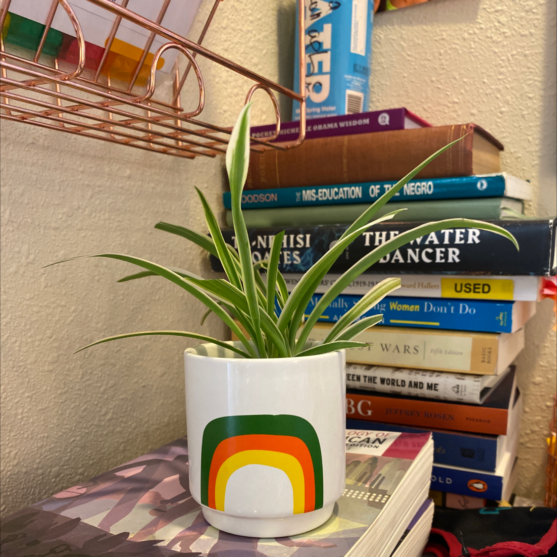 Spider Plant plant photo by @alyssam27 named Winona on Greg, the plant care app.