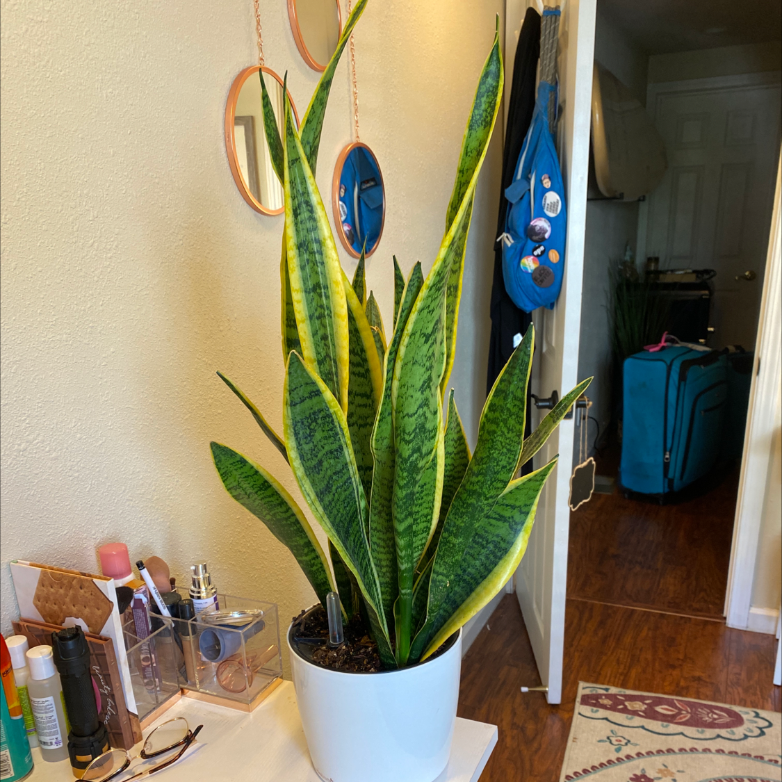Snake Plant plant photo by @alyssam27 named Wendy on Greg, the plant care app.