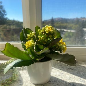Florist Kalanchoe plant photo by @alyssam27 named Winifred on Greg, the plant care app.