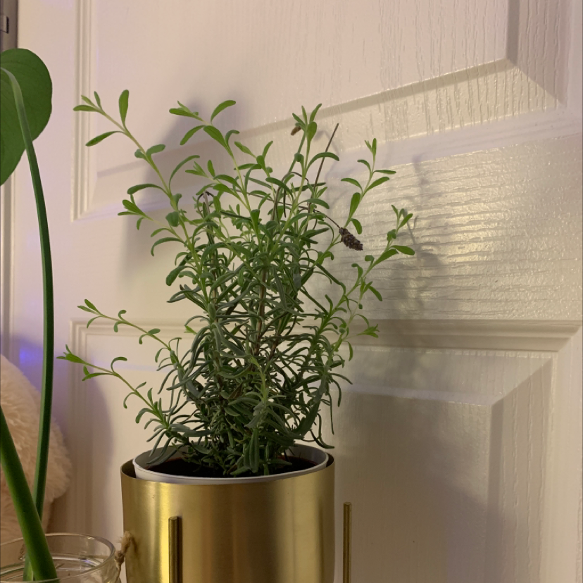 Potted English Lavender plant in a gold container, healthy and well-framed.