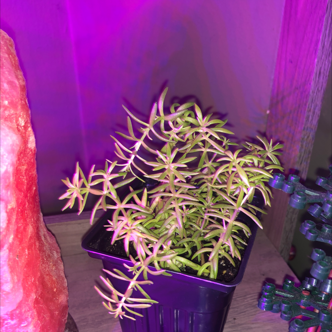 Photo of the plant species Miniature Pine Tree by @roseoasis111 named Rumi on Greg, the plant care app