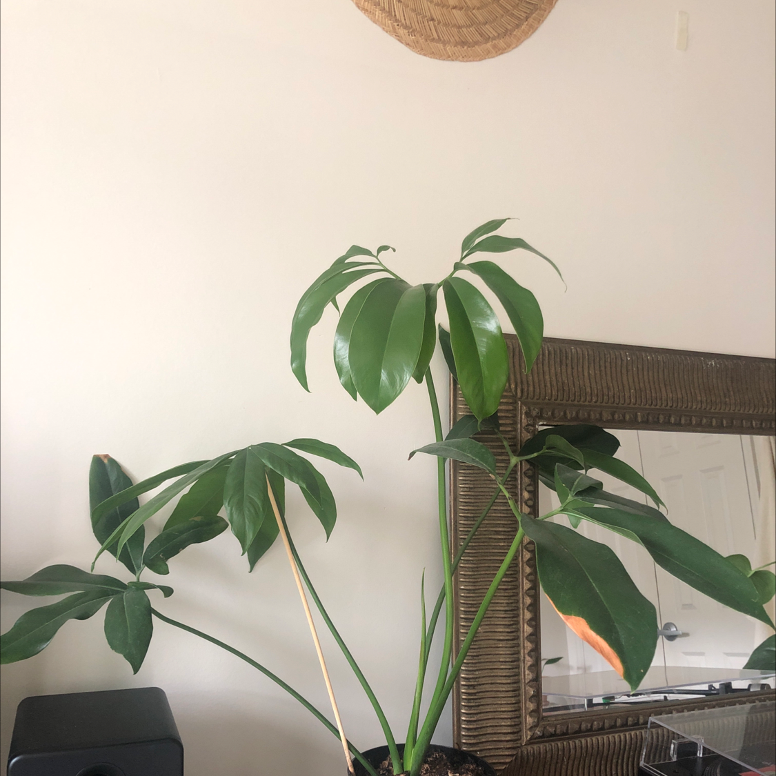 Thaumatophyllum spruceanum plant indoors with large green leaves, near a mirror.
