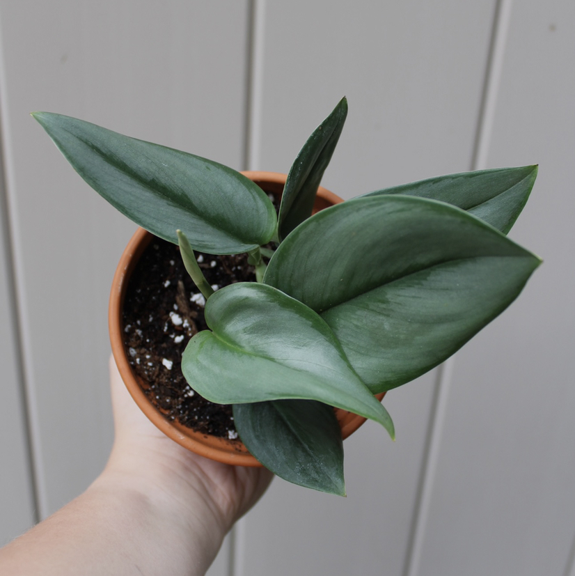 Photo of the plant species Scindapsus treubii 'Moonlight' by @theolivegarden named luna on Greg, the plant care app