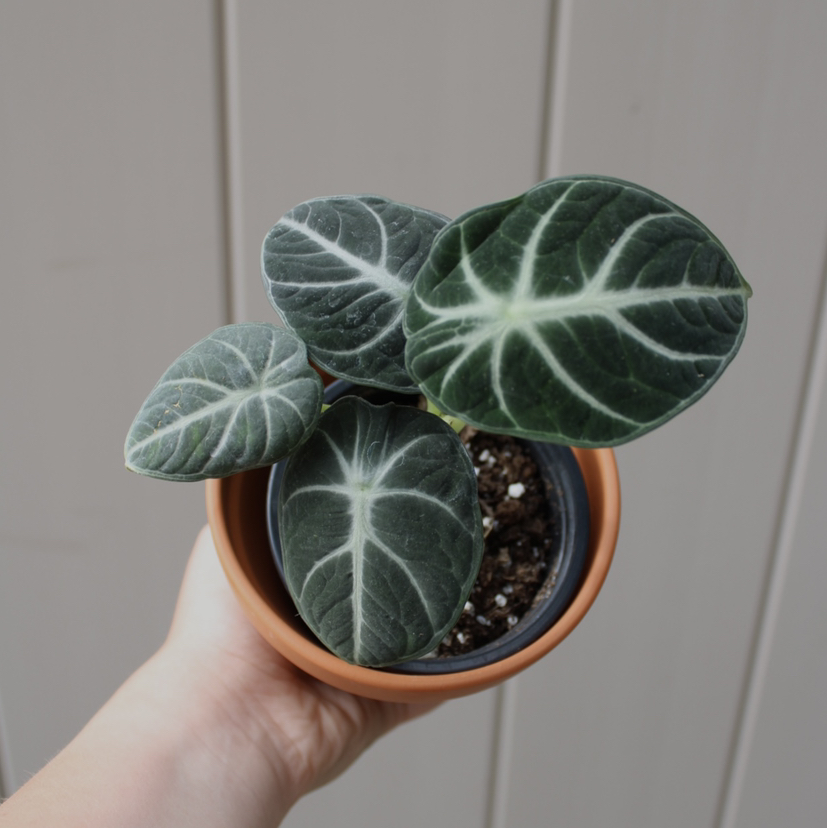 Photo of the plant species Black Velvet Alocasia by @theolivegarden named fern on Greg, the plant care app