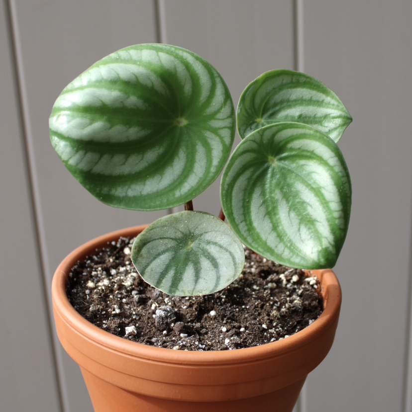 Photo of the plant species Watermelon Peperomia by @theolivegarden named mel on Greg, the plant care app