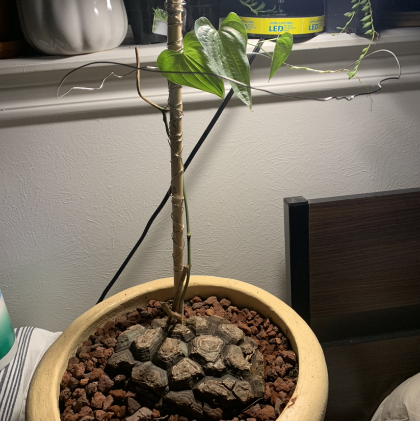 Photo of the plant species Mexican Yam by @TimmysPlants named Discorea Mexicana on Greg, the plant care app
