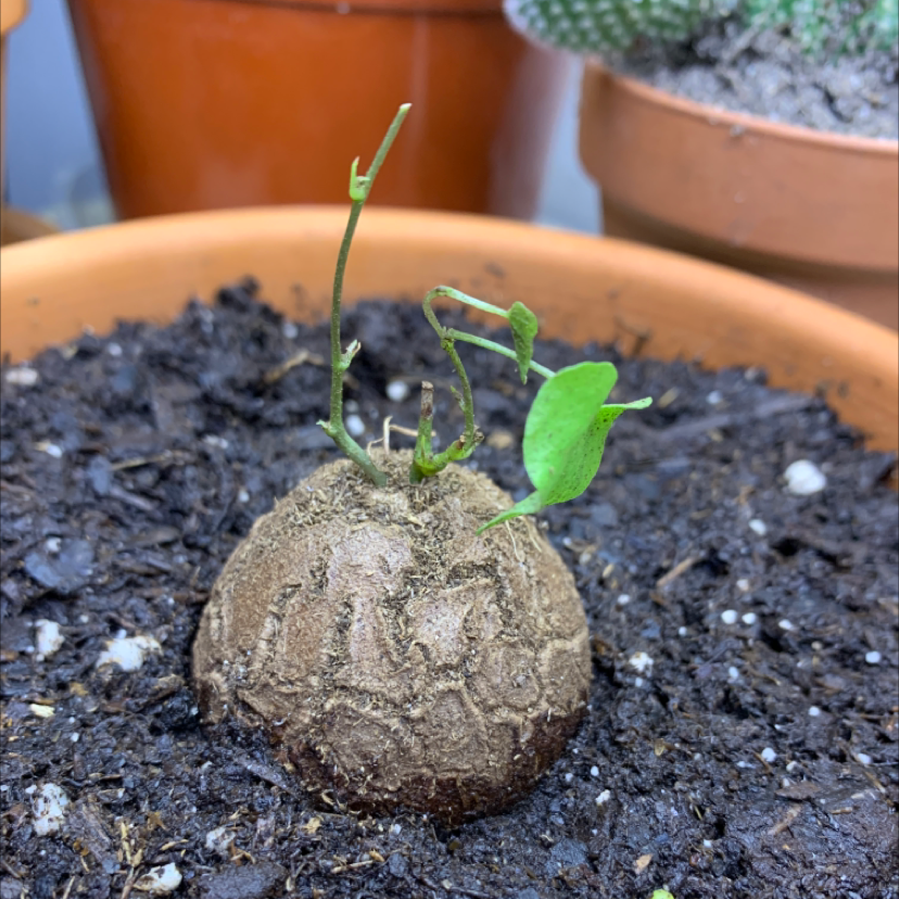 Hottentot Bread plant in a pot with visible soil and green leaves.